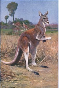 Kızıl Kanguru, Wildlife of the World