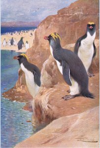Rock Penguen, Wildlife of the World