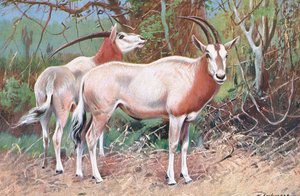 Sable Antelope, Wildlife of the World