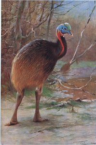 Tek Wattled Cassowary, Wildlife of the World