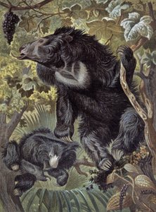 Tembel ayı by Wilhelm Kuhnert