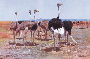 Somali Devekuşu, Wildlife of the World