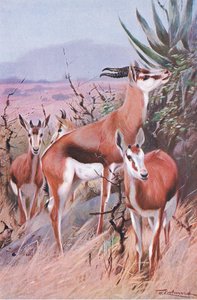Springbok, Wildlife of the World