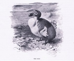 Dodo, Wildlife of the World