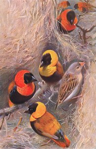 Weaver Birds, Wildlife of the World