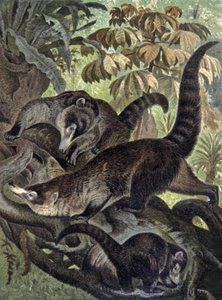 Beyaz burunlu koati by Wilhelm Kuhnert