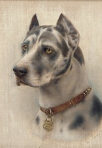 Bir Doberman