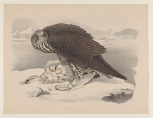 Ptarmigan ile gyrfalcon Le gerfaut sors (nesne üzerindeki başlık) by Willem Bastiaan van Wouw