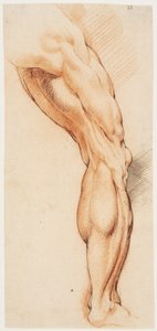 Anatomik Çalışma (écorché). Arkadan görülen bir adamın derisi yüzülmüş sağ bacağı, sağa döndü by Willem Panneels