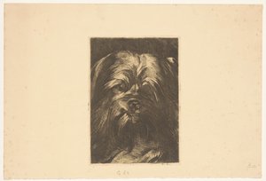 Köpek Phoebus by Willem Arnoldus Witsen