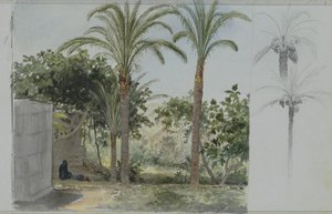 Palmiye ağaçları ile vaha