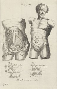 İki gövdenin anatomik çalışması by Willem ten Rhijne