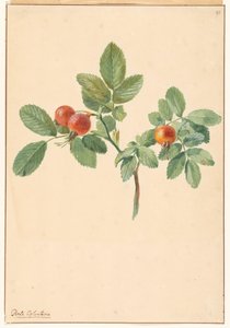 Kuşburnu ile şube by Willem van Leen (attributed to)