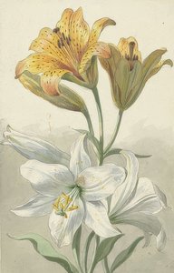 Sarı ve beyaz lilyum. 1780 civarında