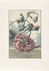 Poppies Başlık baskısı: W. van Leen ve JC & JA Coebergh, Etched Flowers, 1804