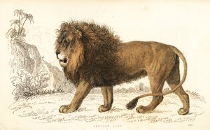 Afrika aslanı, Panthera leo. Hassas. ,1834 (gravür)