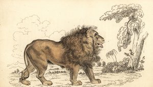 Asya aslanı, nesli tükenmekte olan, Panthera leo leo. ,1834 (gravür)