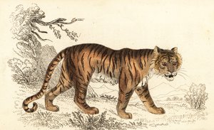 Bengal kaplanı, Panthera tigris tigris., 1834 (gravür)