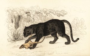 Siyah jaguar, Fanthera pardus., 1834 (gravür)