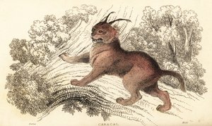 Karakulak, Karakulak Karakulak., 1834 (gravür)