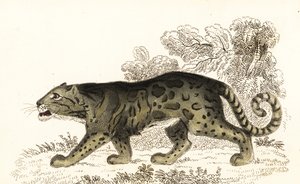 Bulutlu leopar, Neofelis nebulosa., 1834 (gravür)