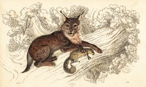 Avrasya vaşak, vaşak vaşak., 1834 (gravür)