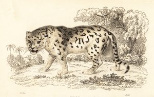 Jaguar, Panther Onke., 1834 (gravür)