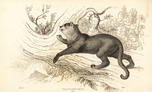 Dikkat, Puma onurdur., ౧౮౩౪ (Gravür) by William Alexander Forbes