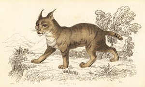 Orman kedisi, Felis chaus. ,1834 (gravür)