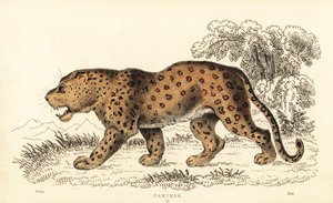 Leopar, Panthera pardus, savunmasız., 1834 (gravür) by William Alexander Forbes