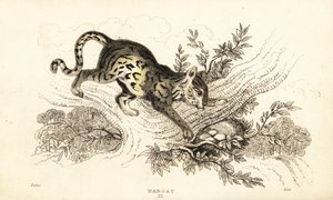 Margay, Leopardus wiedii., 1834 (gravür) by William Alexander Forbes