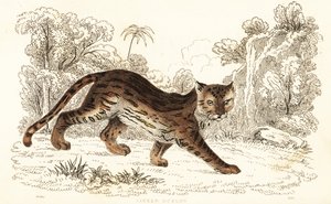 Margay, Leopard wiedii birleştirildi. ,1834 (gravür) by William Alexander Forbes