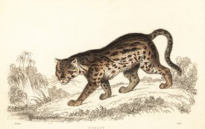Ocelot, Leopardus pardalis., 1834 (gravür)