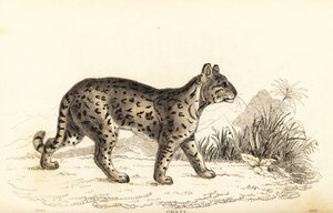Ocelot, yumuşak huylu Leopar. ,1834 (gravür)