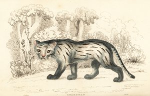 Pampa kedisi veya pantanal, Leopardus colocola. ,1834 (gravür)