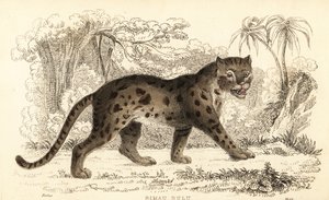 Sunda leopar kedisi, Prionailurus bengalensis subsp. sumatranus. ,1834 (gravür)