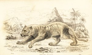 Beyaz kaplan, Panthera tigris tigris. Nesli tükenmekte. ,1834 (gravür) by William Alexander Forbes