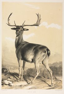 Ala Geyik.