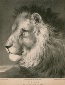 Aslan Nero, Surrey Hayvanat Bahçeleri, Londra