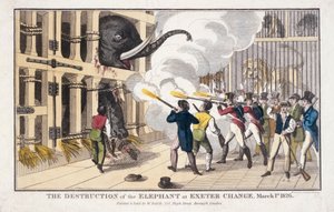 The Destruction of the Elephant Exeter 