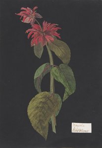 Monarda didymaScarlet Aslan Kuyruğu, yak. 1791. by William Booth Grey