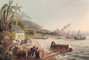 Rom ve Şeker Fıçıları Yükleme, Antigua