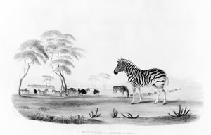 Equus burchelli veya Burchell