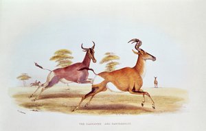 Sassaybe ve Hartebeest, 