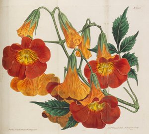 Botanik Dergisi, 1787-1833. by William Curtis