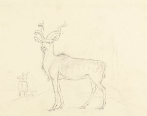 Koodoo by William Daniell