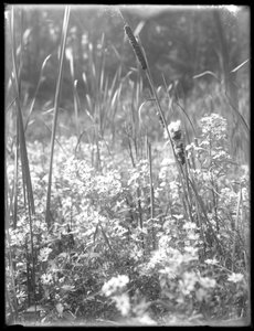Reliance Woods