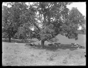 Bir ağacın altında dinlenen inekler, muhtemelen McCready Çiftliği, Crawford County, Pensilvanya, c.1913 by William Davis Hassler