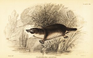 Platypus, Ornithorhynchus anatinus.,1841 (gravür)