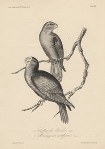 1. Psittacula lineola ve 2. Brotogeris aurifrons, litho by J.T. Bowen, 1850 by William E. Hitchcock